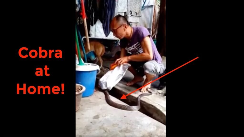 Sur ma chaîne Youtube… How to catch a cobra, with Jeffery Tan